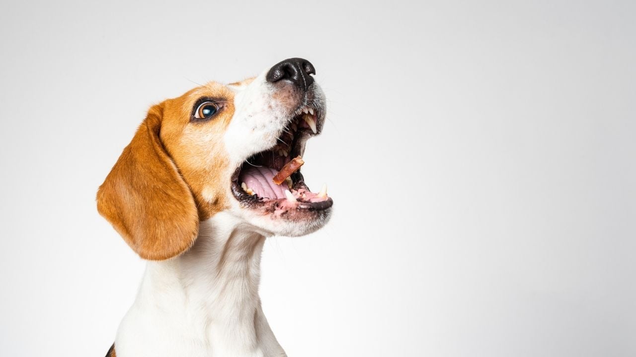 havlayan bir köpek