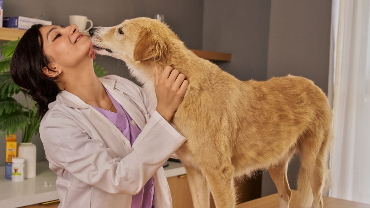 köpek veterinerde