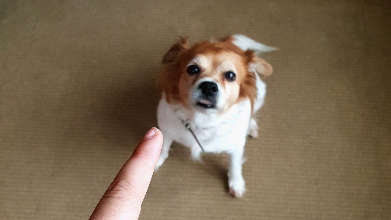 adam köpeğe parmak sallıyor