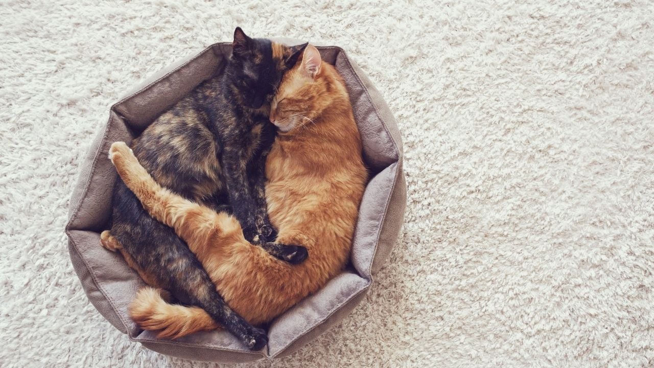 iki kedi birbirine sarılıp yatıyor