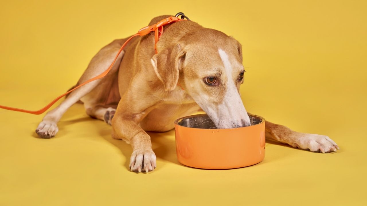 köpek mama yiyor
