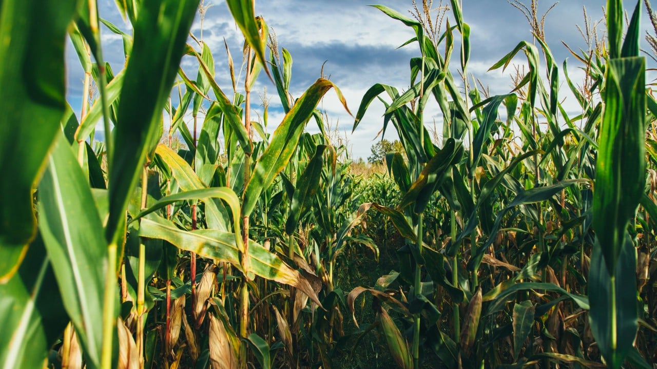 The Cornfield