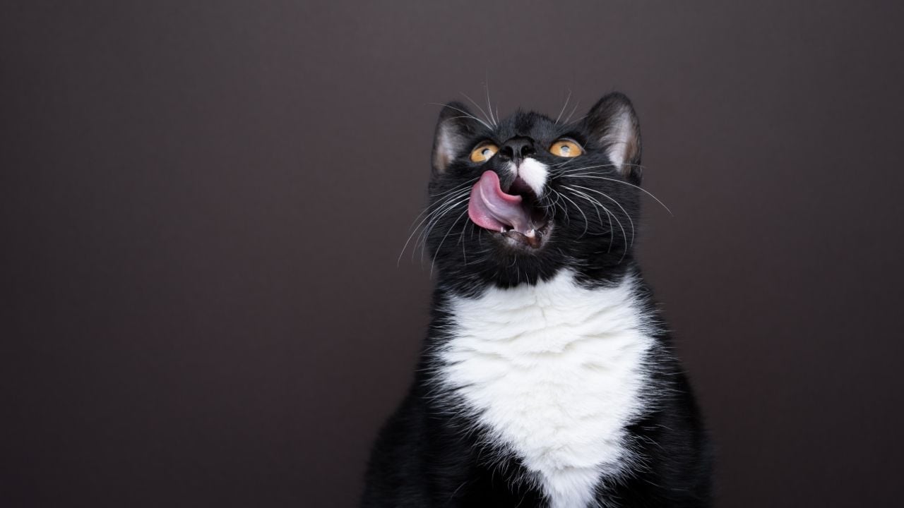 smokin kedi yalanıyor