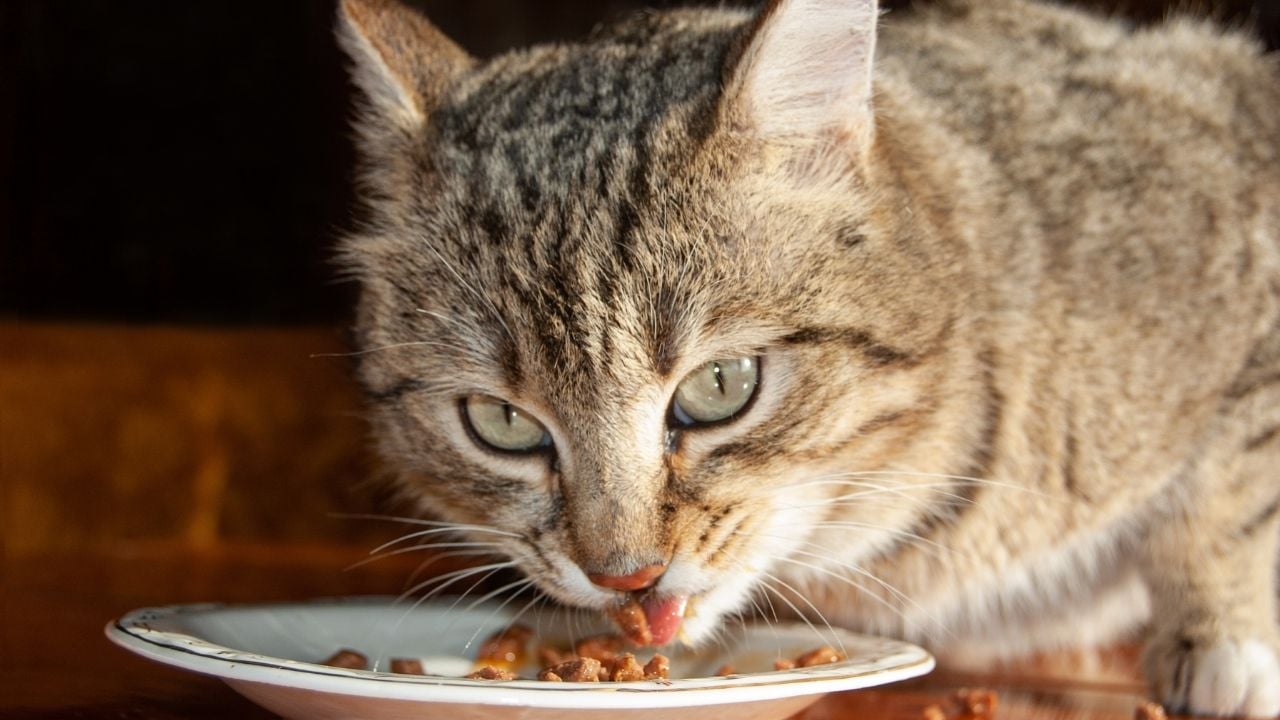 tekir kedi tabaktan mama yiyor