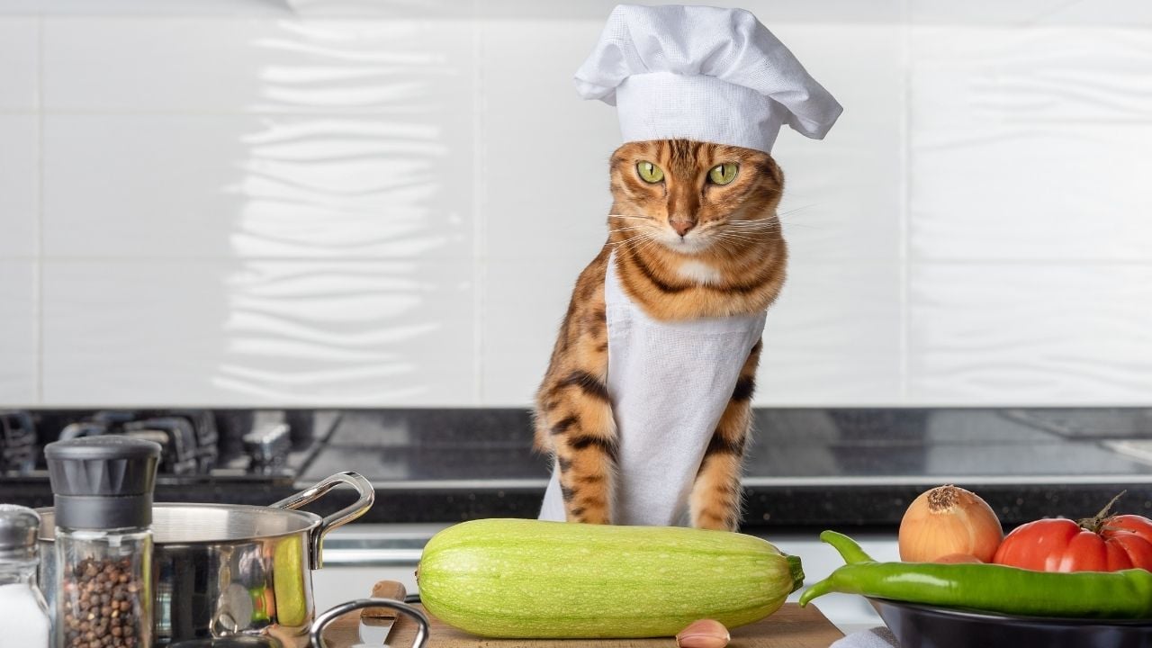 aşçı kedi yemek yapıyor