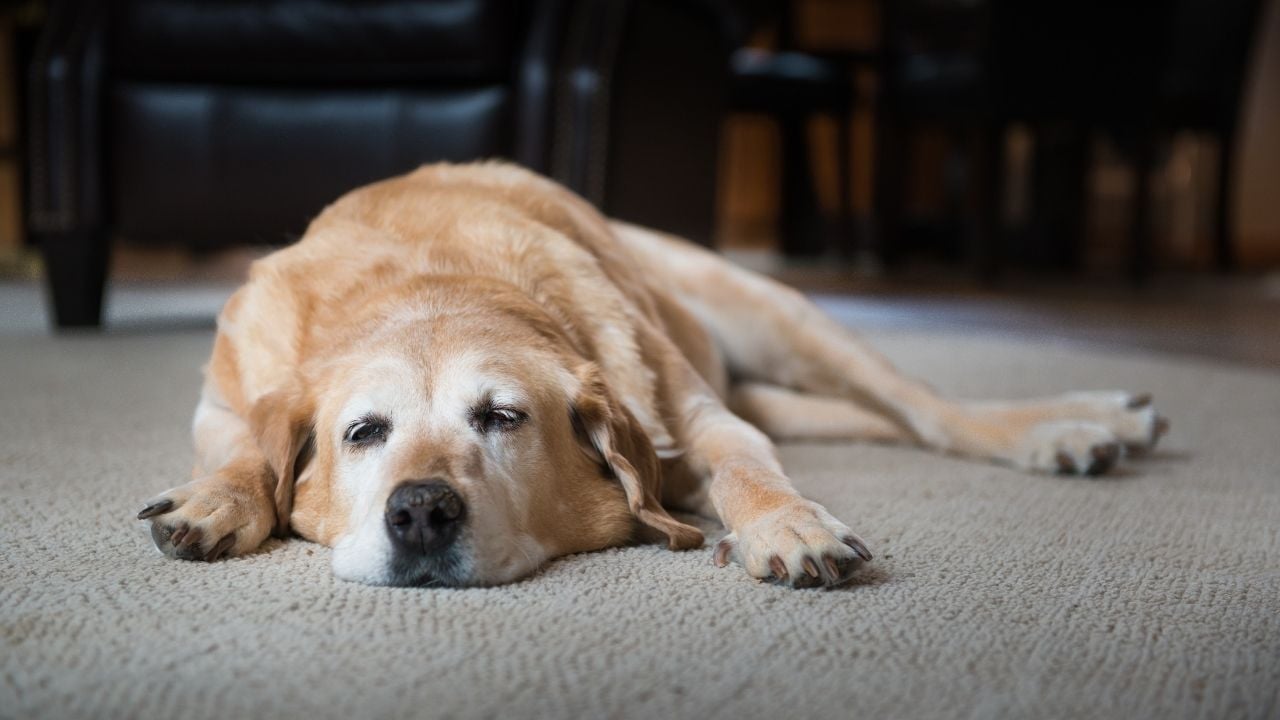 yaşlı golden köpek yerde yatıyor