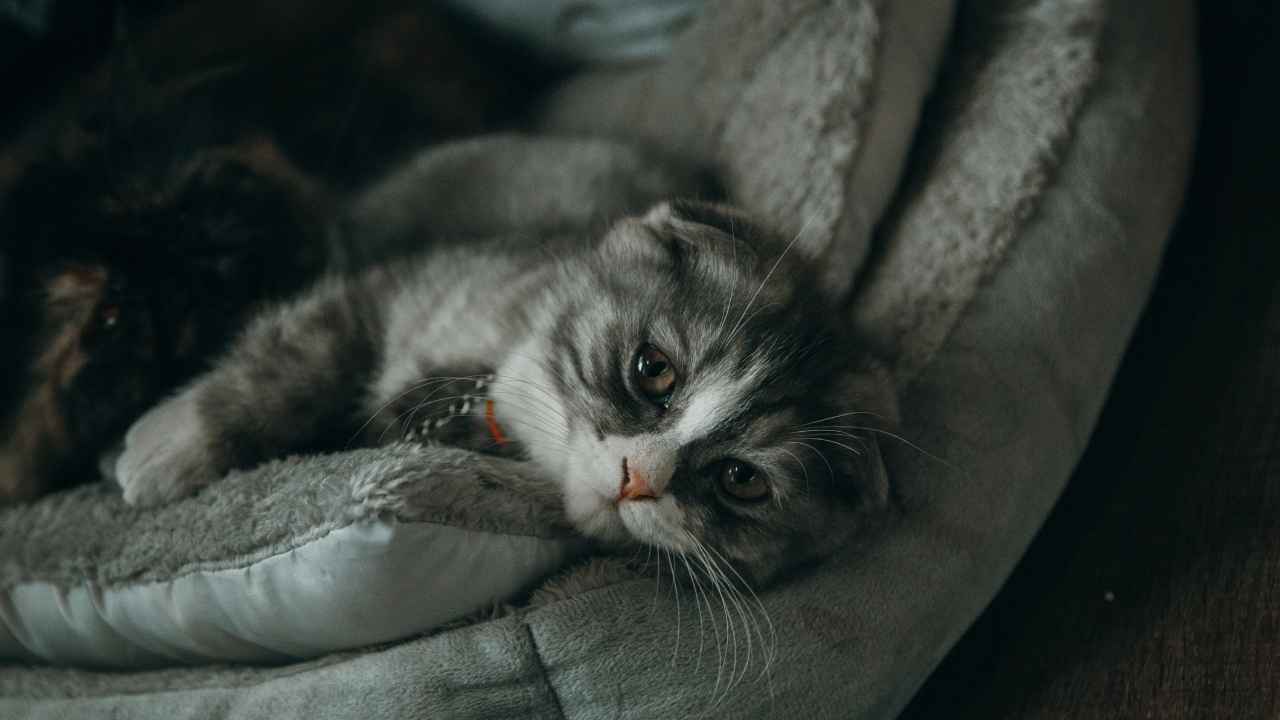 hasta kedi yatıyor