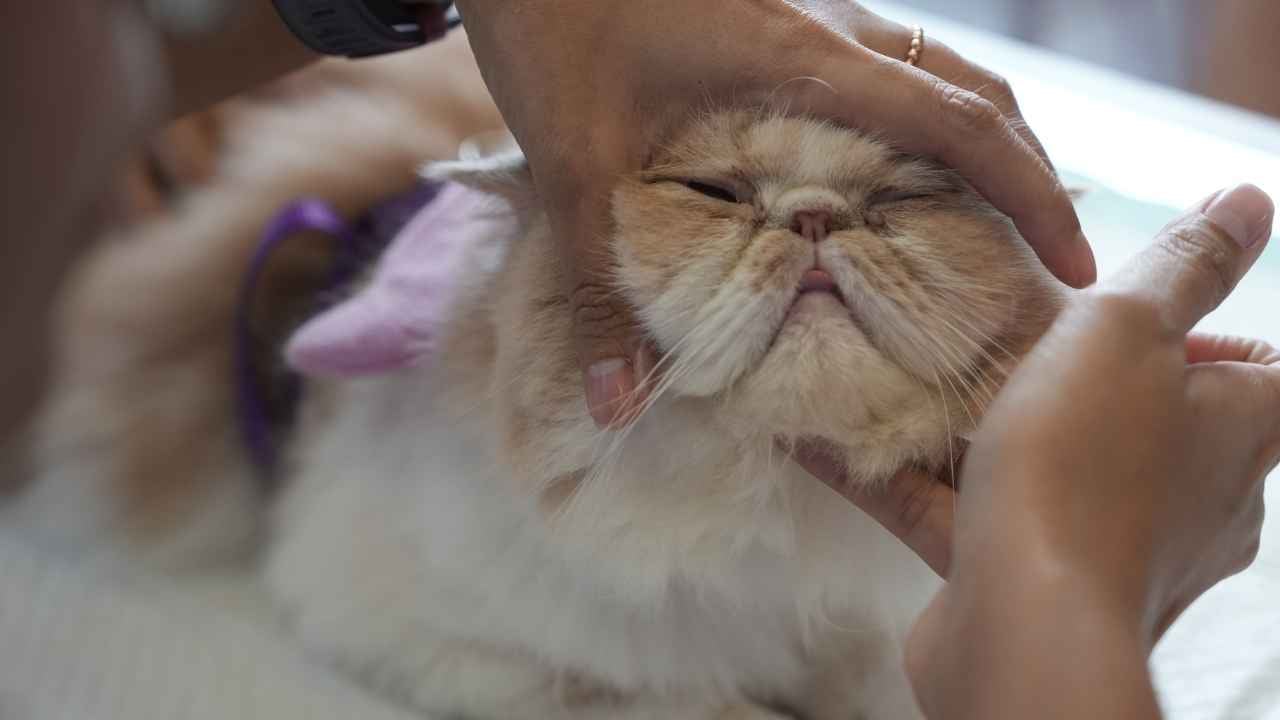 Exotic Shorthair Kedisi seviliyor