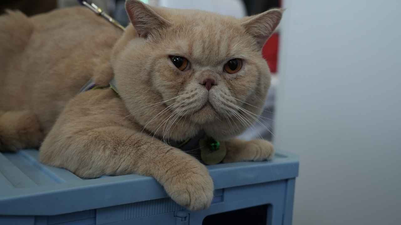 krem renk Exotic Shorthair Kedisi