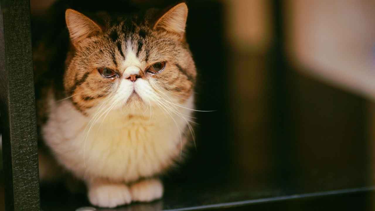tekir desenli Exotic Shorthair Kedisi