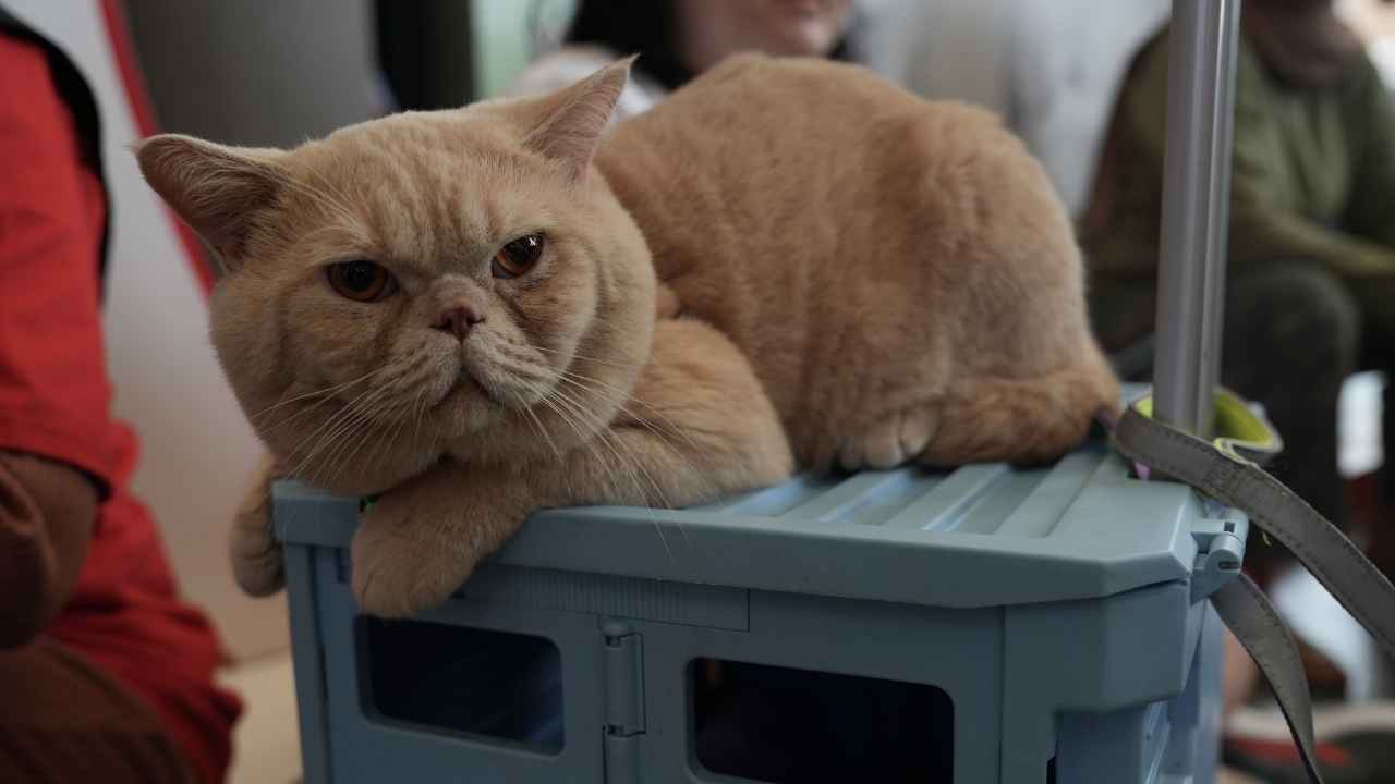 Exotic Shorthair Kedisi yatıyor