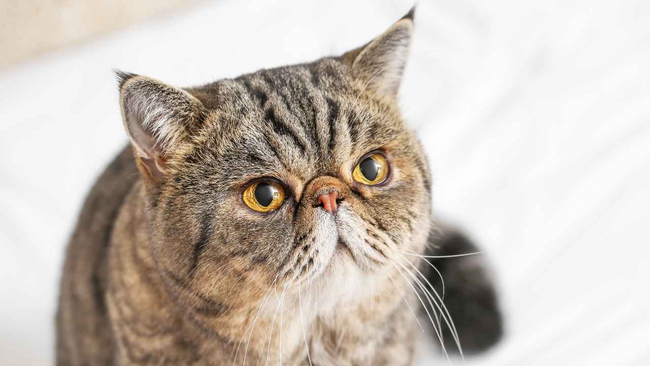 tekir kedi Exotic Shorthair 