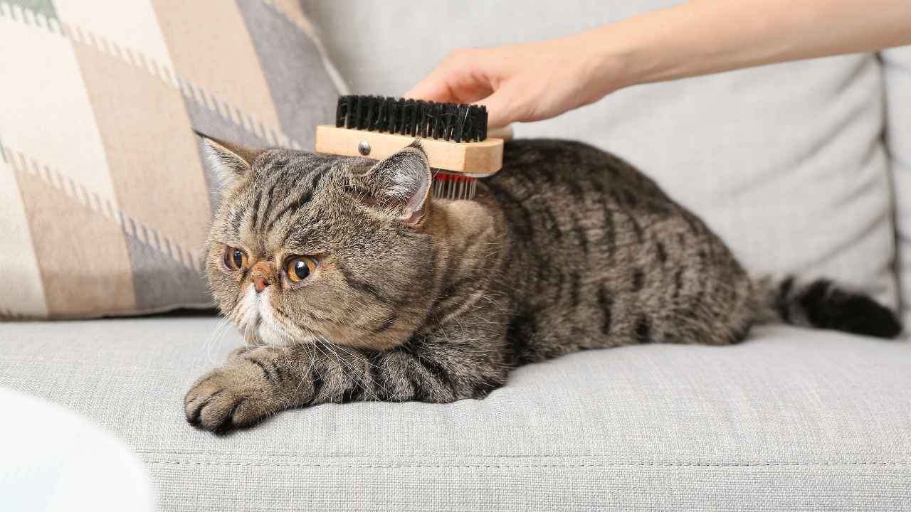 Exotic Shorthair Kedisi taranıyor