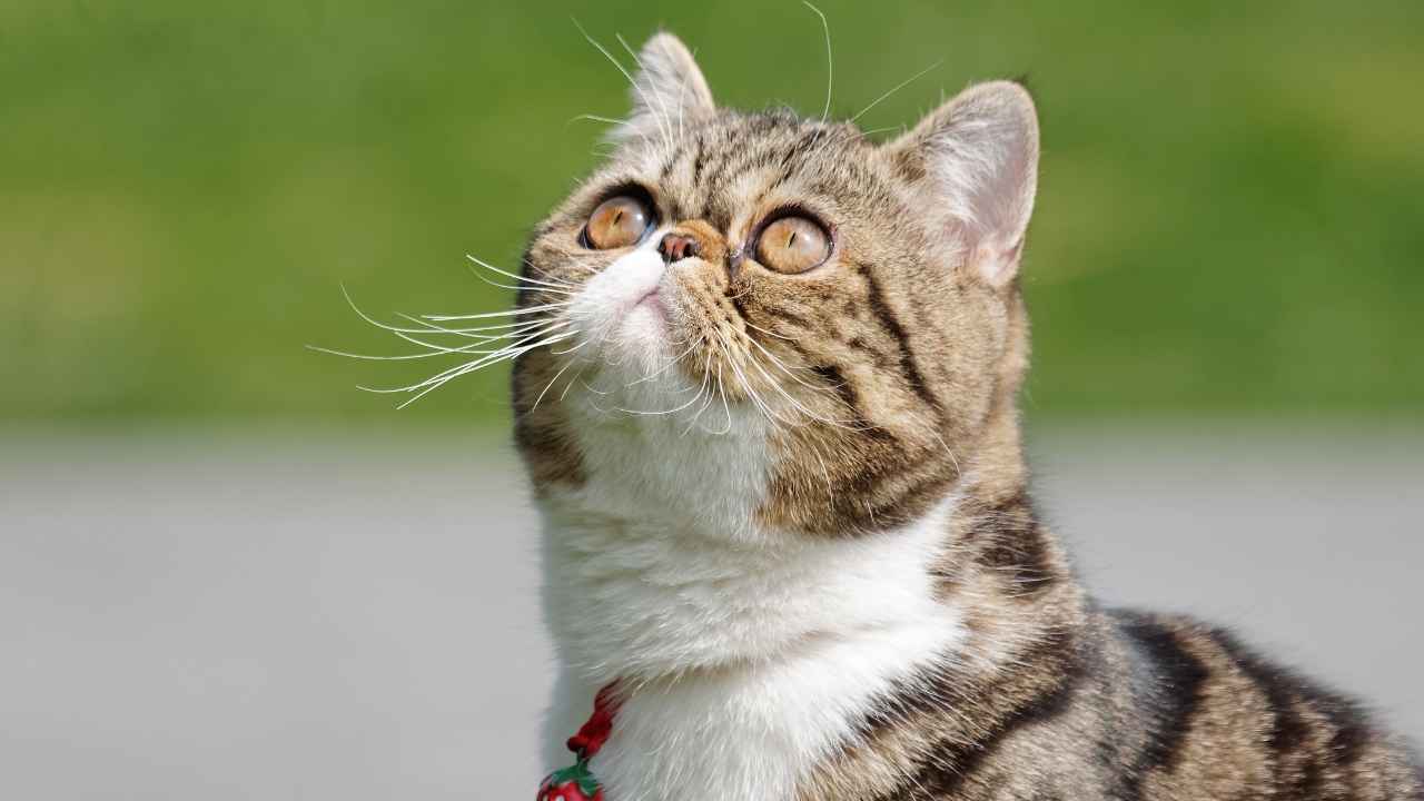 Exotic Shorthair Kedisi havaya bakıyor