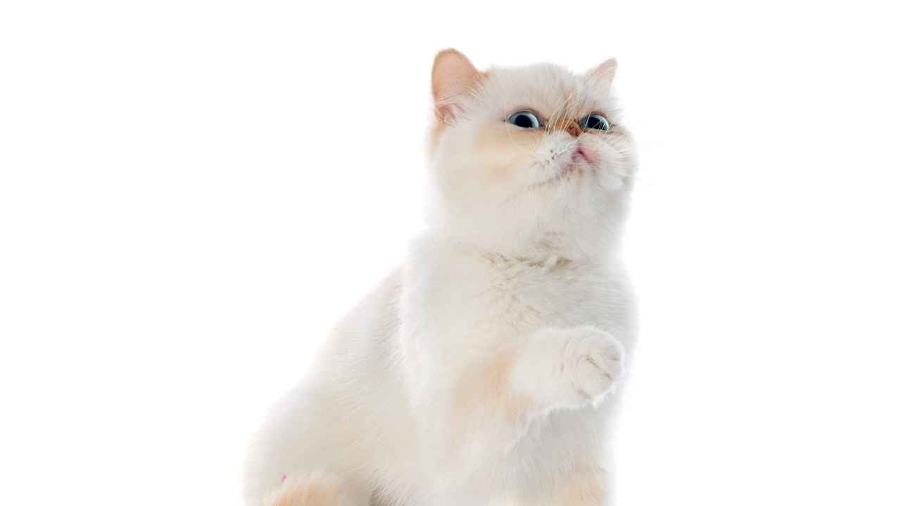 Exotic Shorthair Kedisi beyaz