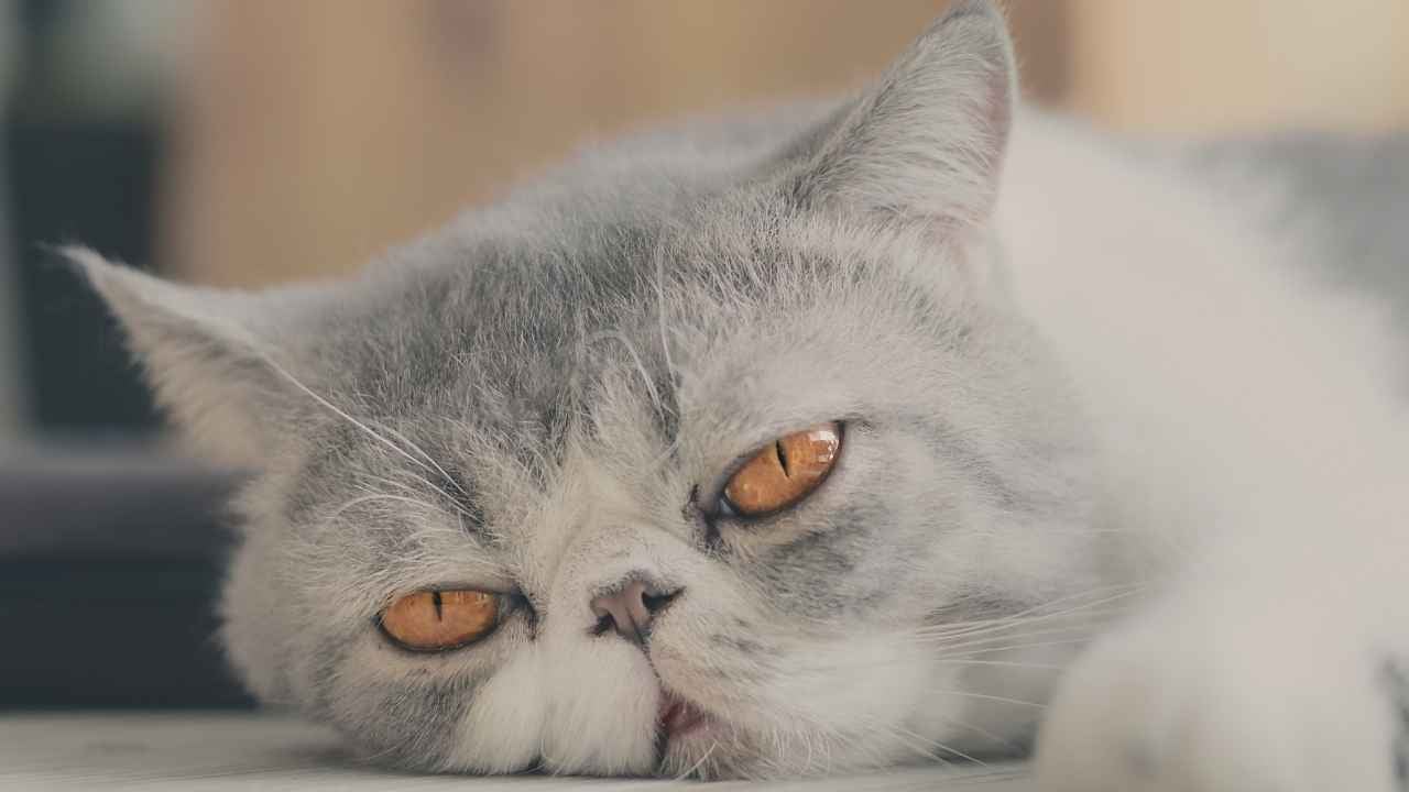 Exotic Shorthair Kedisi yerde uzanıyor