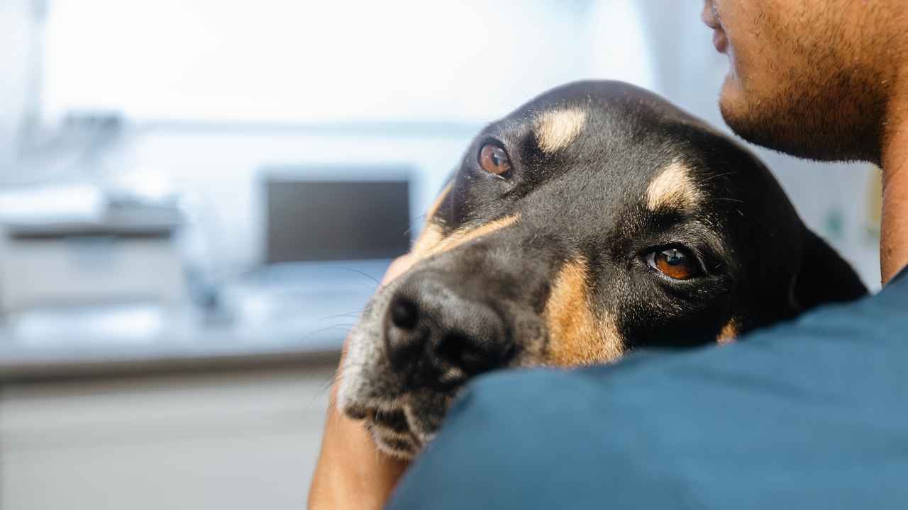 hasta köpek veterinerin kucağında