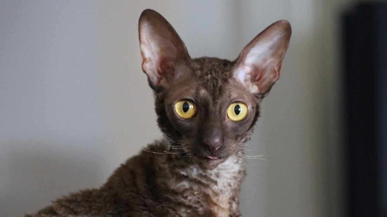 koyu renk Cornish Rex Kedisi