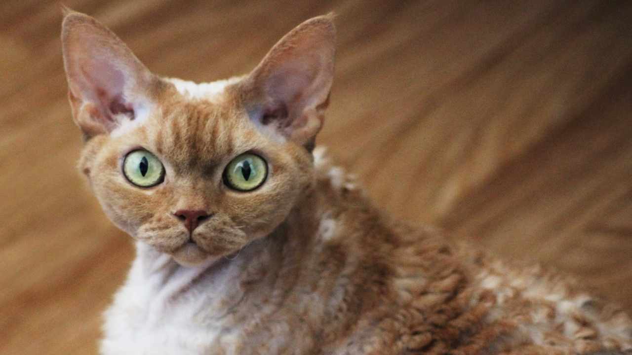 Devon Rex Kedisi