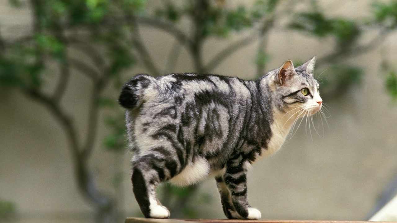 desenli Japon Bobtail Kedisi