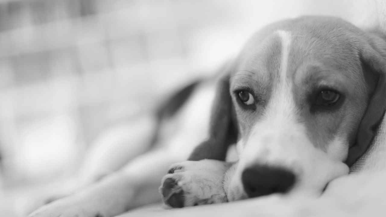 üzgün köpek yatıyor