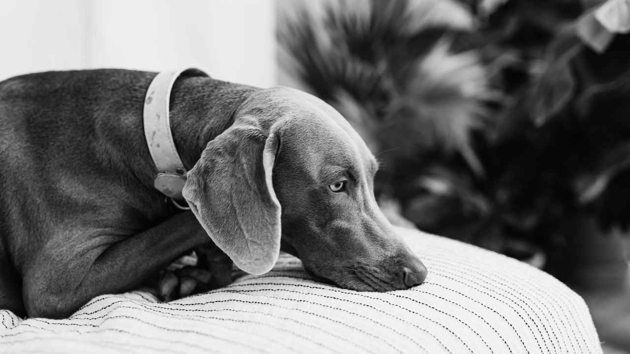 hasta köpek yatıyor