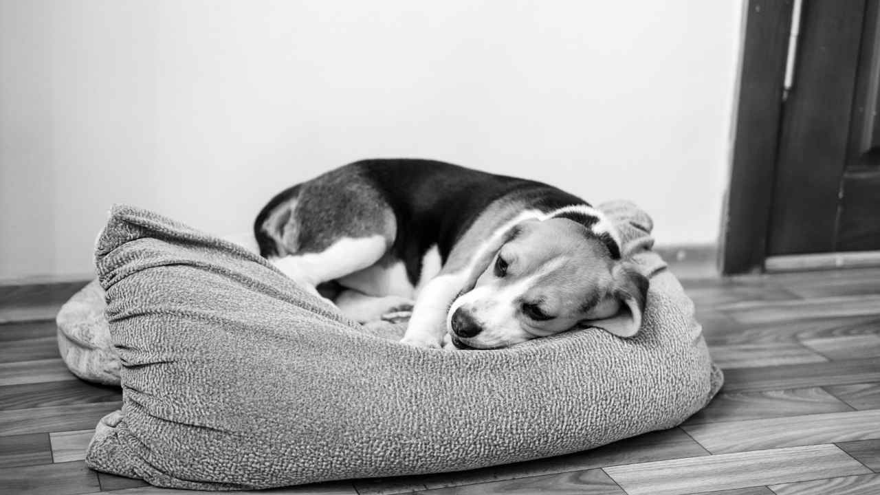 köpek yatağında yatıyor