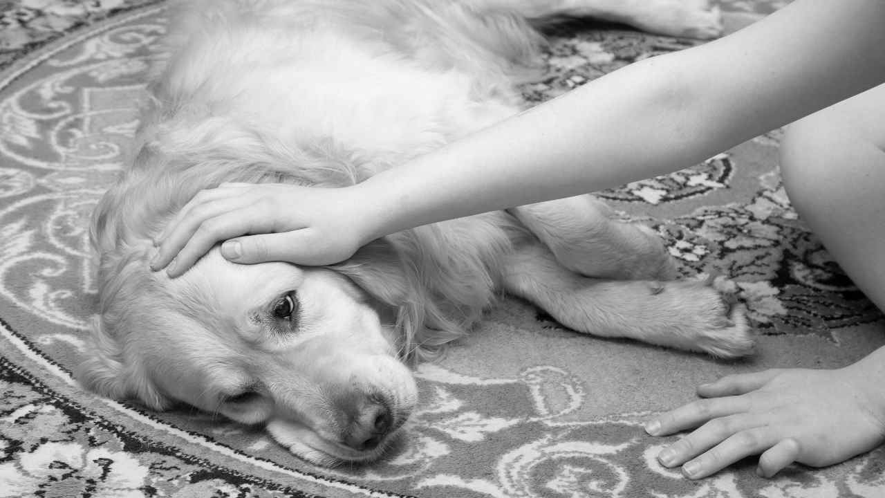 kadın köpeği seviyor