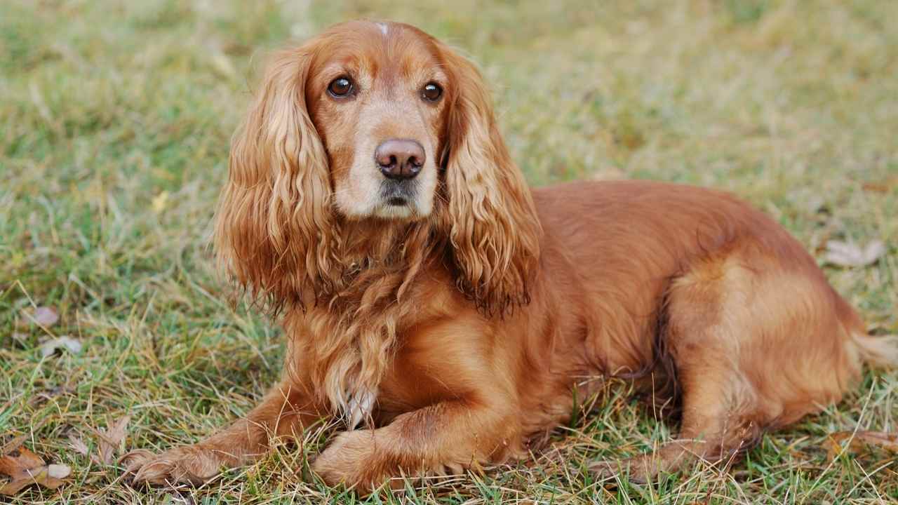 İngiliz Cocker Spaniel