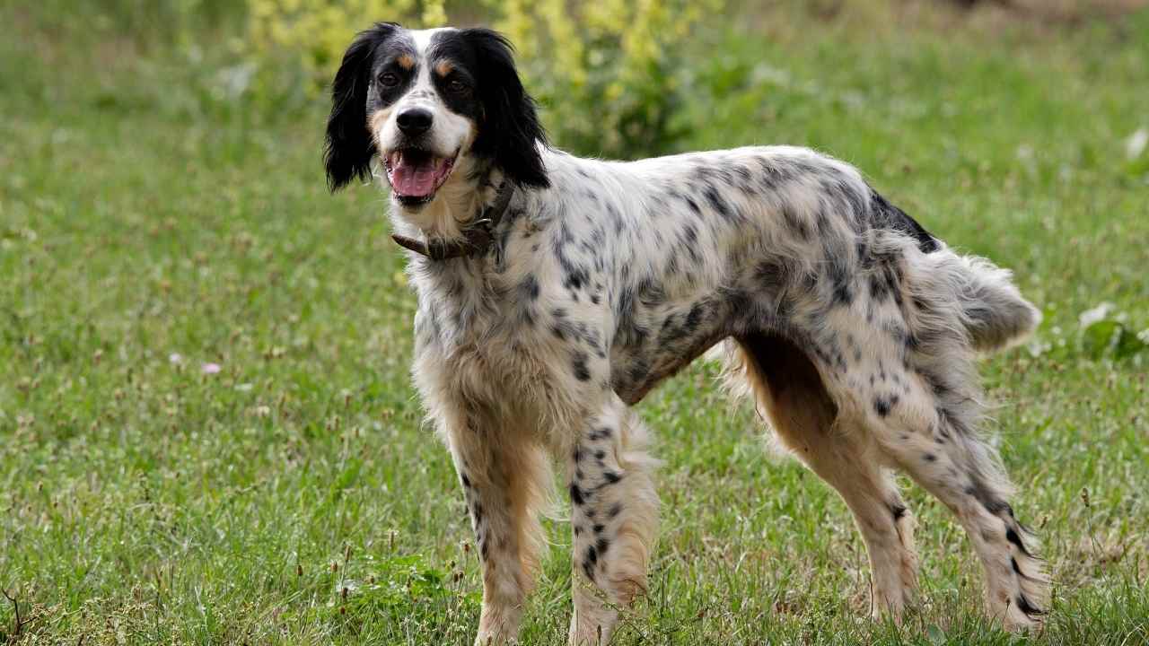 benekli İngiliz Setter