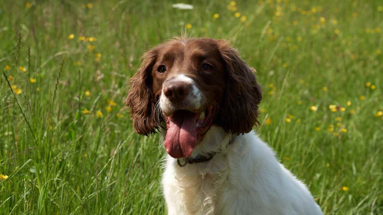 dili dışarıda İngiliz Springer Spaniel