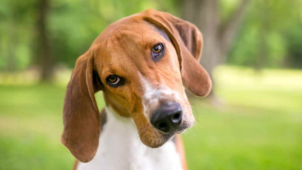 İngiliz Tilki Tazısı (English Foxhound)