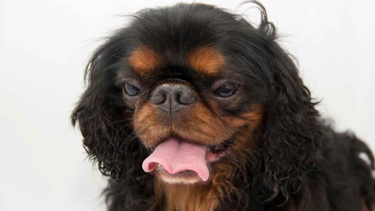 İngiliz Toy Spaniel