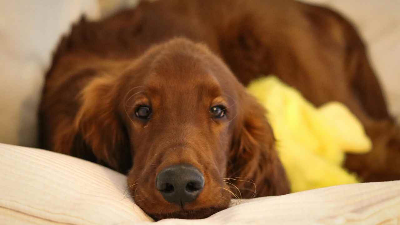 kızıl İrlanda Setter