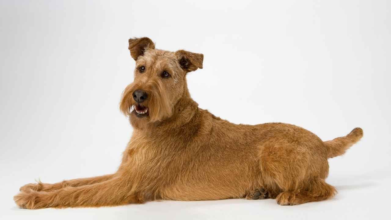 İrlanda Terrier