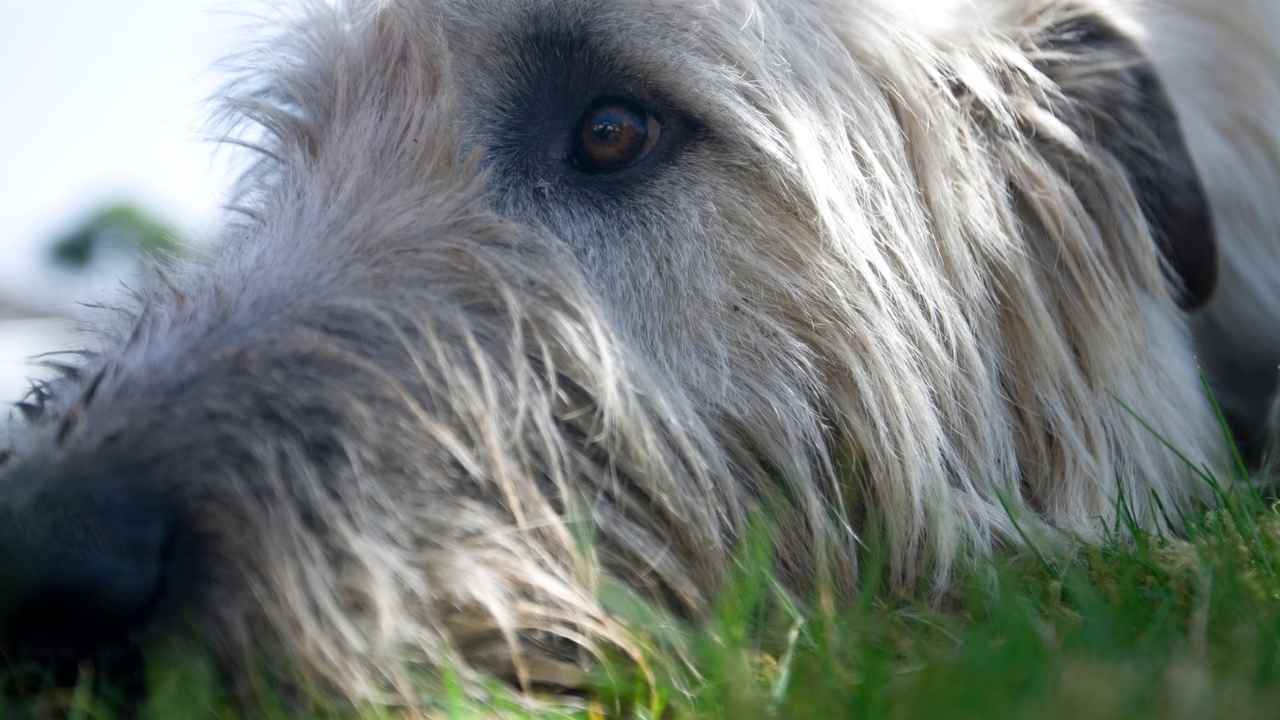 İrlanda Kurt Köpeği gözü