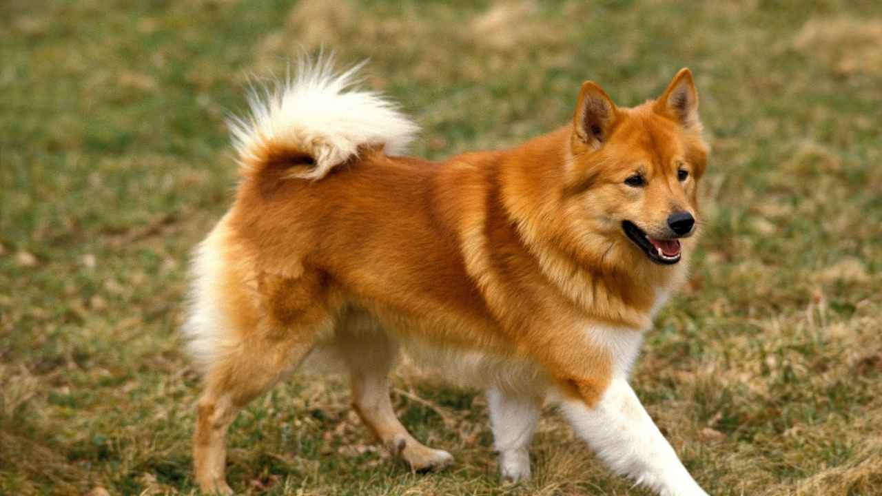 İzlanda Çoban Köpeği