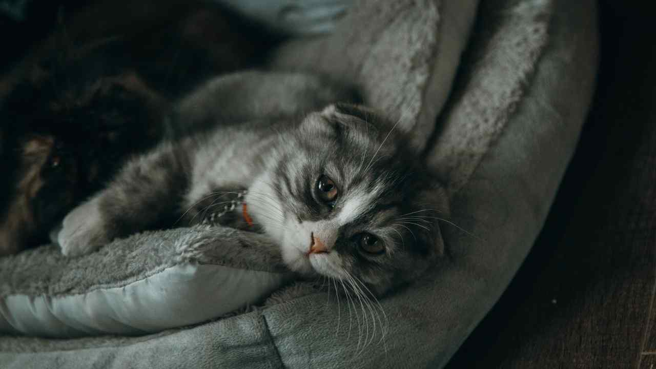 hasta kedi yatıyor