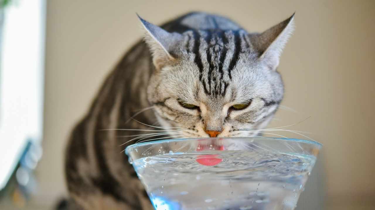su içen kedi