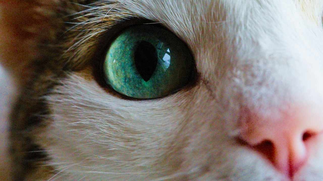 kedi gözü yakından