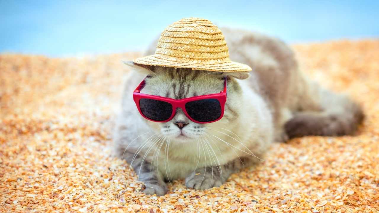 sıcak havada bir kedi