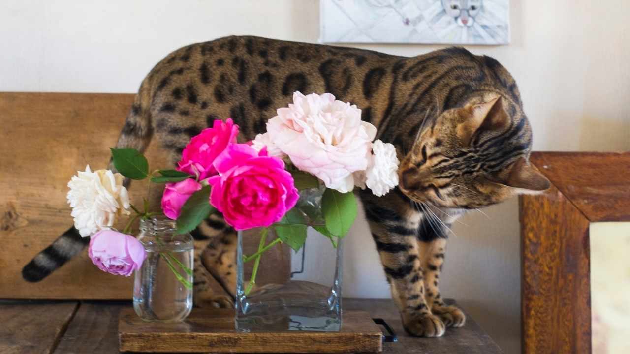 çiçek koklayan bir kedi