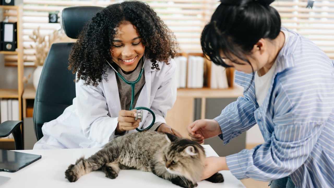 kedi veterinerde