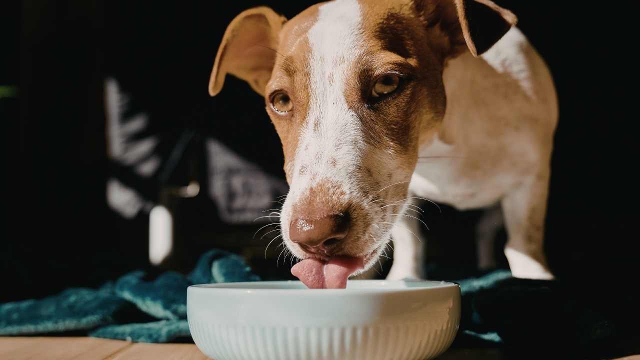 köpek yemek yiyor