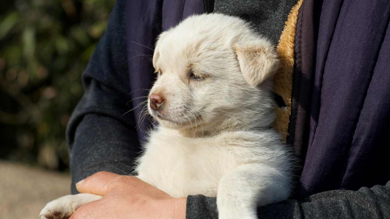 hasta bir yavru köpek