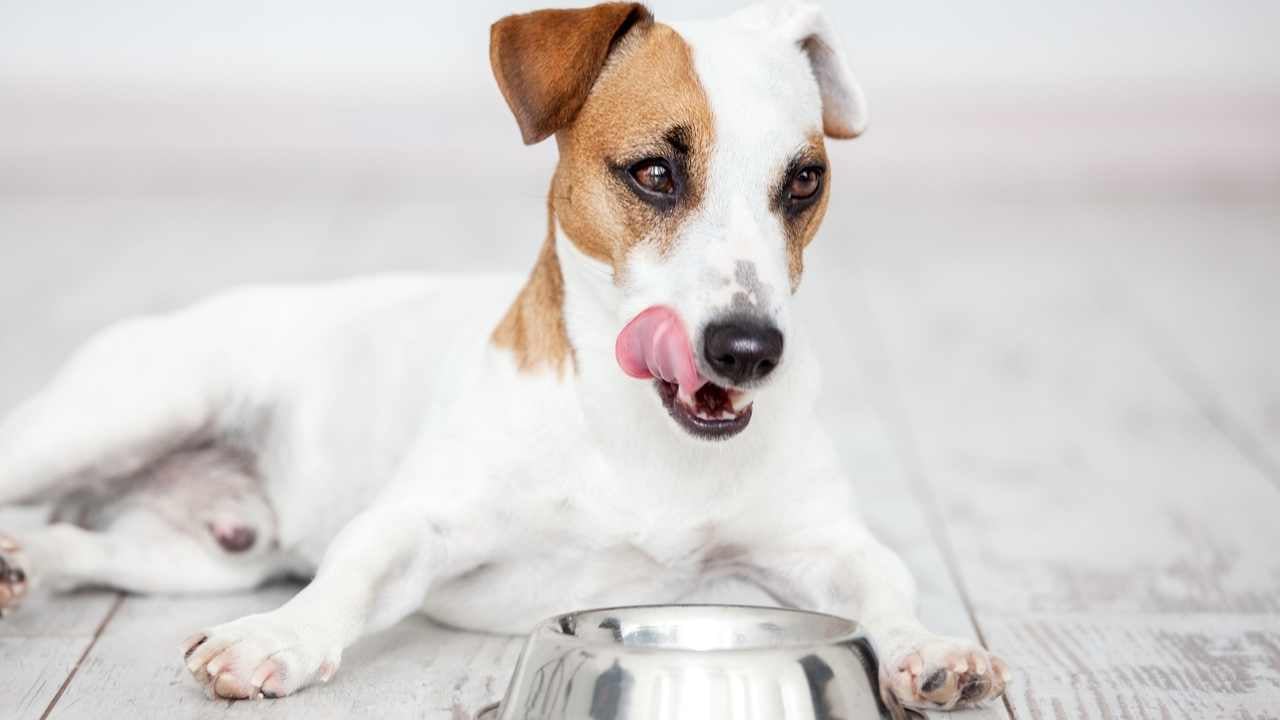 acıkmış bir köpek