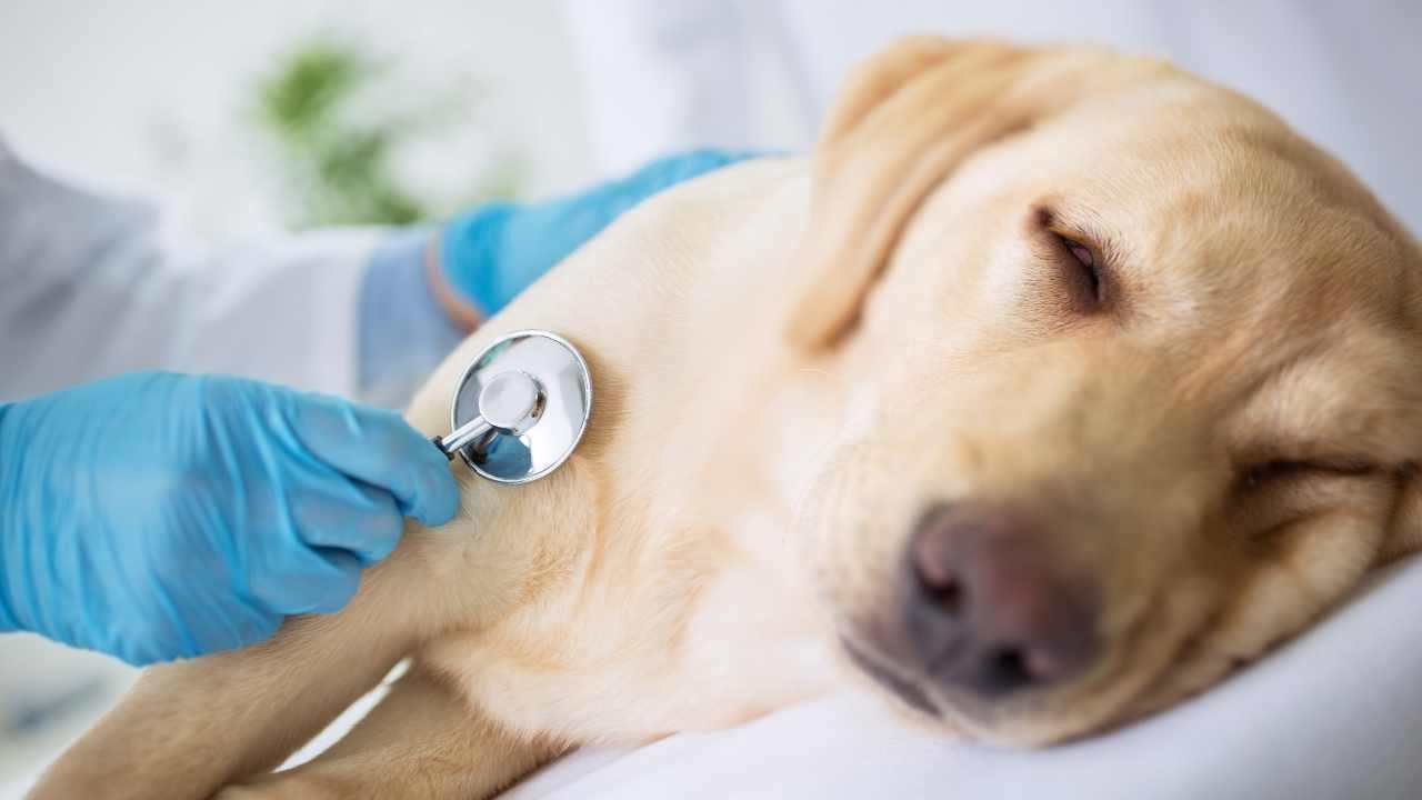 hasta bir köpek
