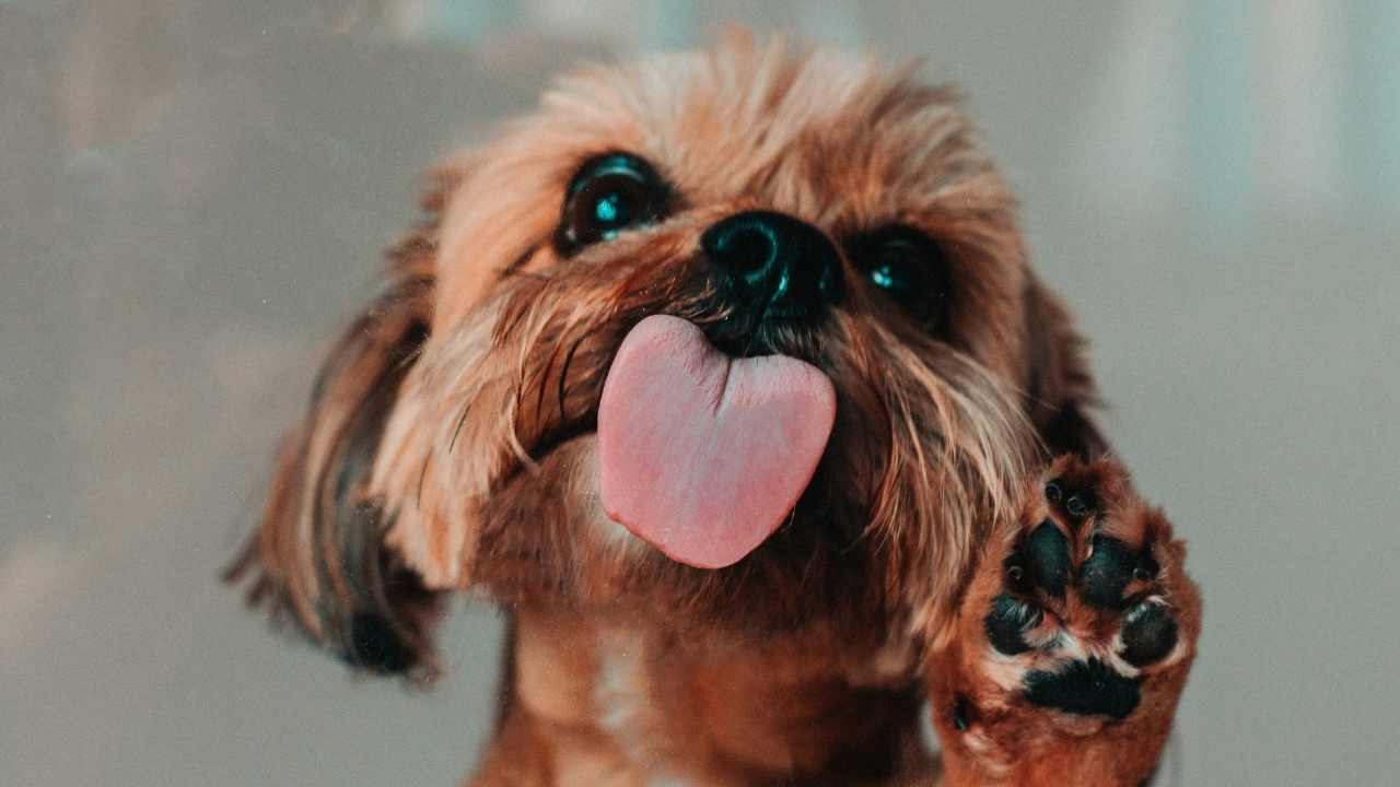 yalanan bir köpek