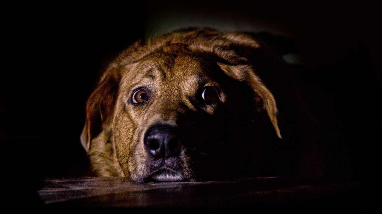 kaygılı bir köpek