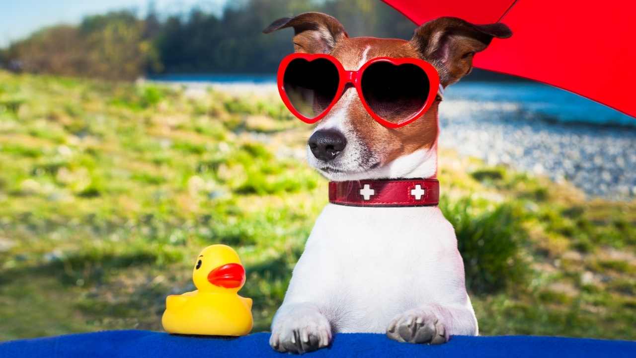 yaz aylarında bir köpek